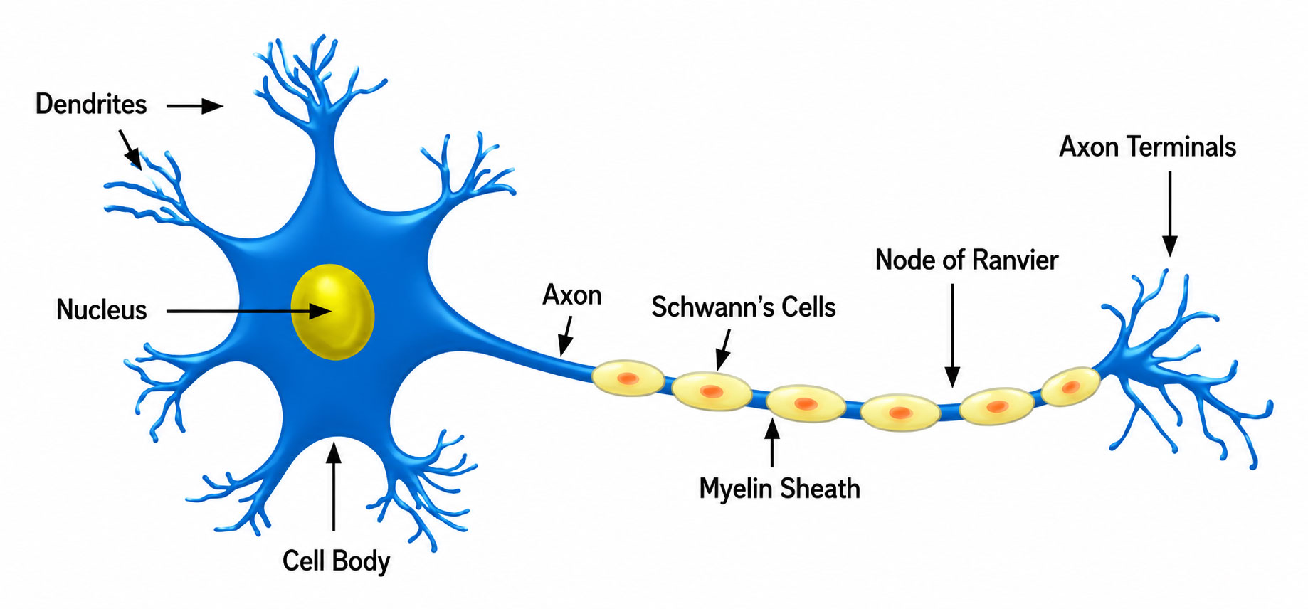Advanced Micro-Neural Surgery